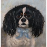 19th Century English School. Study of a Cavalier King Charles Spaniel with a Blue Bow, Oil on