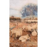 Walter Bothams (c.1850-1914) British. Sheep Grazing in a Pen, Watercolour, Signed, 9.5” x 6” (24 x