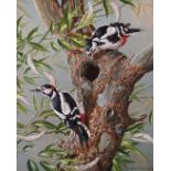 Basil Ede (1931-2016) British. British Woodpeckers, Watercolour, Signed and Dated 1969, 19.25” x