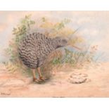 Florence E Genllaid (1865- ?) European. “Apteryx”, A Kiwi Bird, Watercolour, Signed and Inscribed,