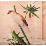 Early 19th Century English School. “Bambusa Arandinacia”, a Bird sitting on Bamboo Stalk,