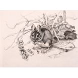 Winifred Marie Louise Austen (1876-1964) British. “Doormouse”, Etching, Signed and Inscribed in