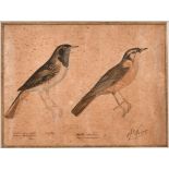 Arcade Noury (18th – 19th Century) French. A Study of Birds, Watercolour and Ink, Signed and