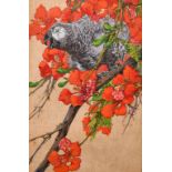 Kay Nixon (1895-1988) British. Study of a Parrot in a Blossom Tree, Watercolour, Signed, 15” x