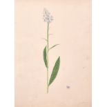 Early 19th Century English School “Orchid”, Watercolour, Inscribed ‘From the Plantation of Prior