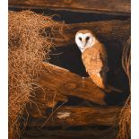 Jerry S Waide (1948- ) British. A Barn Owl Perching in the Rafters, Oil on Board, Signed and