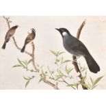 19th Century Chinese School. Study of Birds on a Branch, Watercolour, 13.5” x 19.5” (34.3 x 49.5cm)