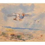 Archibald Thorburn (1860-1935) British. A Grey Partridge, Watercolour, Signed and Dated 1904, 6.