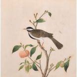 19th Century Chinese School. Study of a Bird on a Branch, Watercolour, 12” x 12” (30.5 x 30.5cm)