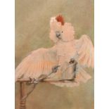 Circle of Henry Stacy Marks (1829-1898) British. A Cockatoo on a Perch, Watercolour, Indistinctly