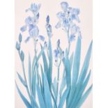 Carol Guest (20th Century) British. ‘Irises’, Lithograph, Signed and Dated ’85 in Pencil, 30” x 21.