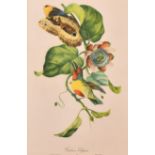 After Jean Theodore Descourtilz (? – 1855) French. “Cabezon Elegant”, Study of a Bird, Print, 16”
