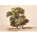 19th Century English School. Study of Trees, Watercolour, 5.25” x 7.25” (13.3 x 18.5cm)