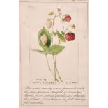 19th Century English School. “Red & White Alpines”, Watercolour, Inscribed and Dated ’27.8.60’,