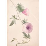 19th Century English School. Study of a Flower, Watercolour, Inscribed ‘Meulon’ and Dated ’11.4.