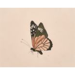 19th Century English School. Study of a Butterfly, Watercolour, 5” x 6.25” (12.7 x 15.8cm), and