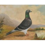 Andrew Beer (1862-1954) British. A Racing Pigeon, Oil on Canvas laid down, in a Maple Frame, 11.5” x