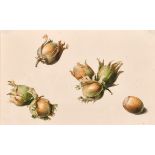 Willem Hekking the Elder (1796-1862) Dutch. Study of Cobnuts, Watercolour, Numbered verso (now
