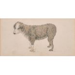 Joseph Powell (1780-1834) British. Study of a Dog, Watercolour and Pencil, Inscribed verso, 3.35”
