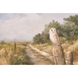 Neil Cox (1955- ) British. A Barn Owl Resting on a Post with a Country Track Beyond, Watercolour,