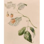 Willem Hekking the Elder (1796-1862) Dutch. Raspberries and Leaves on a Branch, Watercolour,