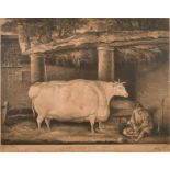 After Thomas Weaver (1774-1843) British. “A Short Horned Heifer, Seven Years Old”, Mezzotint, 18”