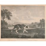 After George Stubbs (1724-1806) British. “The Spanish Pointer”, Engraving, 15.5” x 20.75” (39.3 x