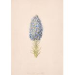 19th Century English School. ‘Echium’, Watercolour, Indistinctly Inscribed and Dated ‘Nice 26 June 3
