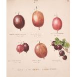 19th Century English School. Gooseberries ‘Grown in the Garden. Etnam Street’, Watercolour,