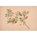 19th Century English School. Acorns on a Branch, Watercolour, Indistinctly Inscribed, 6.75” x 9.