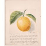 19th Century English School. Study of an Orange, Watercolour, Extensively Inscribed and Dated 22.4.