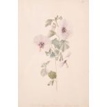 19th Century English School. Study of White Lavatera, Watercolour, Inscribed and Dated 10th. 4 -1867