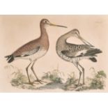 After John Prideaux Selby (1788-1867) British. "Black Tailed Godwit", Print, 15.75" x 21.5" (40 x
