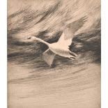 Richard Evett Bishop (1887-1975) American. A Swan in Flight, Etching, Signed and Indistinctly