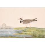 19th Century English School. A Ringed Plover, Watercolour, 10" x 14.75" (25.5 x 37.5cm), and another