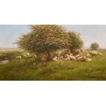 William Luker (1867-1951) British. Sheep Resting in a Meadow, Oil on Board, Signed with Initials and
