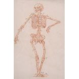 18th Century French School. Study of a Skeleton, with joints numbered in Pencil, Sanguine, 12.25"