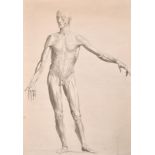 Early 19th Century English School. An Anatomical Study of a Man, Pencil and Wash, Unframed 21" x