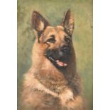 Gerald V Gadd (20th Century) British. Head of an Alsatian, Oil on Canvas, 18" x 13" (45.7 x 33cm)