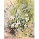 Helen Cordelia Angell Coleman (1847-1884) British. 'Wild Violets', Watercolour, Signed, 8" x 6.5" (