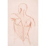 19th Century French School. Anatomical Study of the Back View of a Man, Sanguine, Numbered in