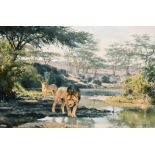 Donald Grant (c.1924-2001) British. "Lions - Evening Drink", Oil on Canvas, Signed, and Inscribed on