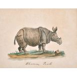 18th Century English School. "Rhinoceros Female", Watercolour and Ink, Inscribed, 7.5" x 10" (19 x