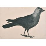 Prideaux John Selby (1788-1867) British. "Jackdaw (Corvus Monedula)", Watercolour, Signed in Pencil,