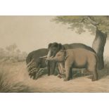 After Samuel Howitt (c.1765-1822) British. "Decoy Elephants Catching a Male", Engraved by Henri