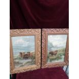 Pair of scottish Highland cow grazing pictures.