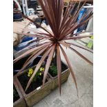 Pair of garden stone ware planters with flowers.