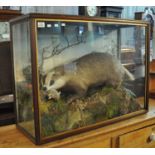 Taxidermy - cased specimen badger with prey on rockwork amongst foliage, pale oak case by Jeffries