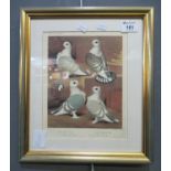 After Ludlow coloured print of four named pigeons. Framed and glazed. 17 x 21 cm approximately. (B.