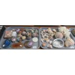 A tray of mostly shells including; conch shells, paua shell, anemone shell, cowrie shell, bleached